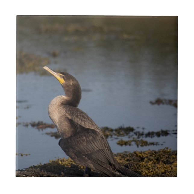 Azulejo Cormorán de doble pecho (Frente)