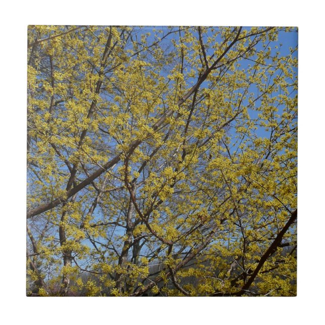 Azulejo Cornelian Cherry Dogwood y Blue Sky Floral (Frente)