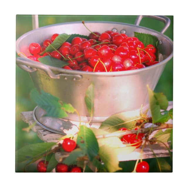 Azulejo Cosecha de cerezo, huerto de algodón Rosalinde (Frente)