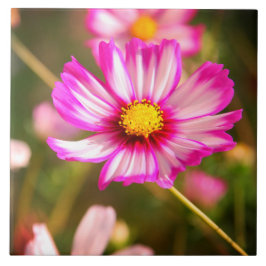 Azulejo Cosmos rosas, huerto de cabaña Rosalinde