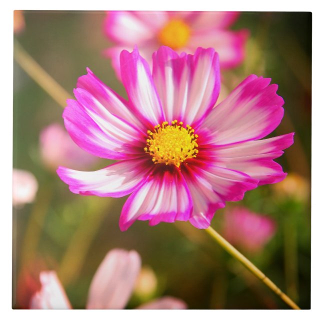 Azulejo Cosmos rosas, huerto de cabaña Rosalinde (Frente)