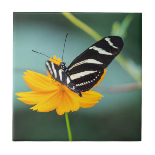 Azulejo Costa Rica - Mariposa Pinta de Cebra