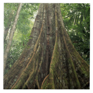 Azulejo Costa Rica, Parque Nacional Corcovado, Apuntalado