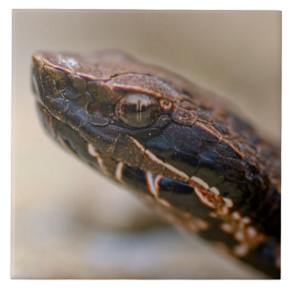 Azulejo Cottonmouth Closeup