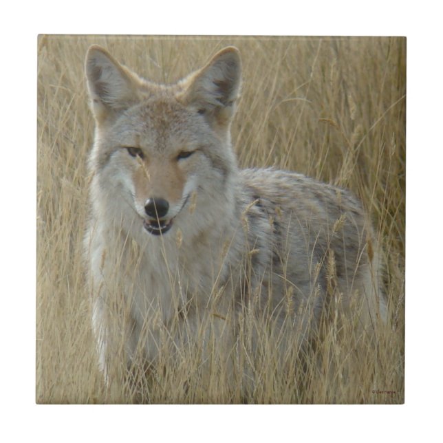 Azulejo Coyote R2 en hierba alta (Frente)