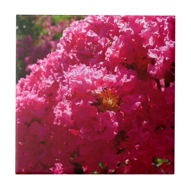 Azulejo Crepe Myrtle Tree Magenta Floral (Frente)