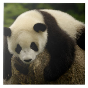 Azulejo Cría de panda gigante (Ailuropoda melanoleuca)