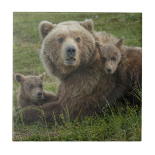Azulejo Crías de oso pardo acariciando a su madre
