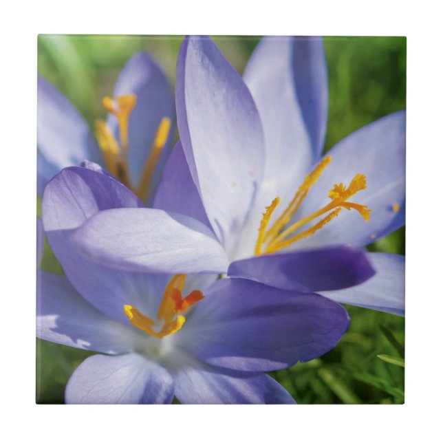 Azulejo Crocus (Frente)