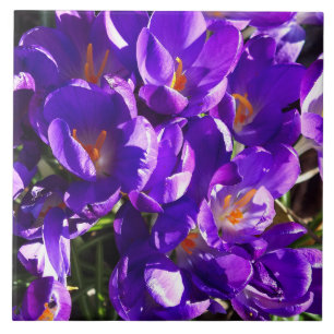 AZULEJO CROCUS DE PRIMAVERA