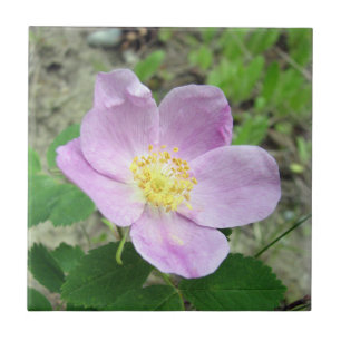 Azulejo cuadrado de 4,25" x 4,25" Woods Rose Flor