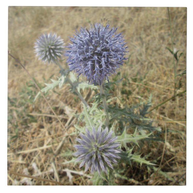 Azulejo Cuadrado de cerámica cardo flor azul (Frente)