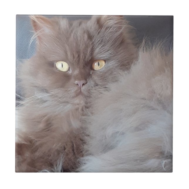 Azulejo Cuadridito Cat Ceramic Tile (Frente)