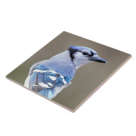 Azulejo Cuadrillo de Jay azul en Treestump