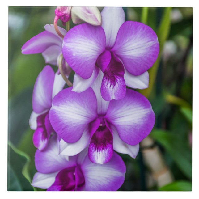 Azulejo Cuadros cerámicos de orquídeas blancas y violetas (Frente)