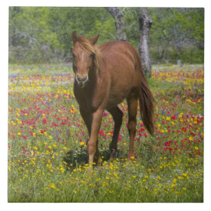 Azulejo Cuarto caballo en campo de flores silvestres