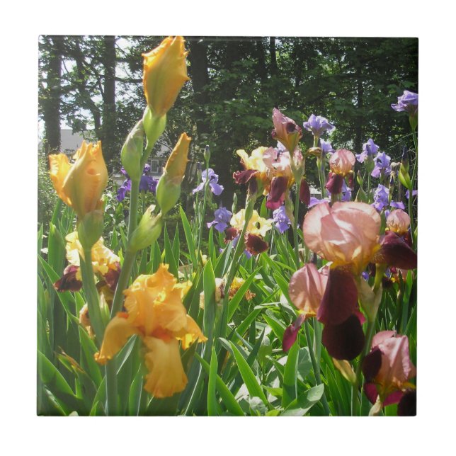 Azulejo Cubierta cerámica "An Iris Waltz" (Frente)