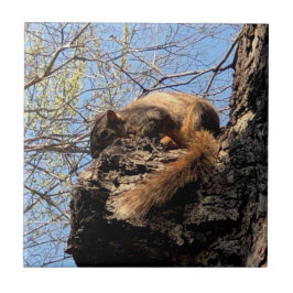 Azulejo Cubierta cerámica de ardilla