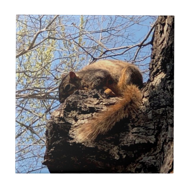 Azulejo Cubierta cerámica de ardilla (Frente)