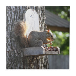 Azulejo Cubierta cerámica de ardilla