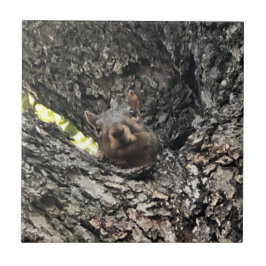 Azulejo Cubierta cerámica de ardilla