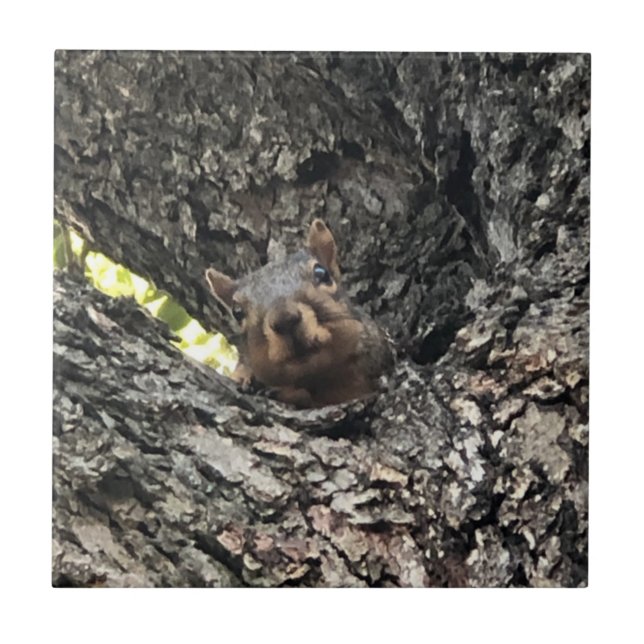 Azulejo Cubierta cerámica de ardilla (Frente)