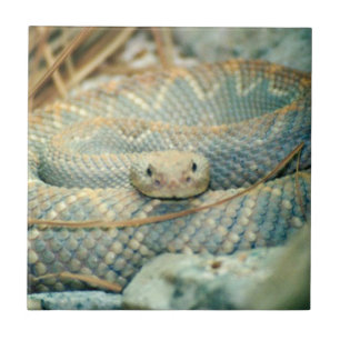 Azulejo Cubierta cerámica de serpiente