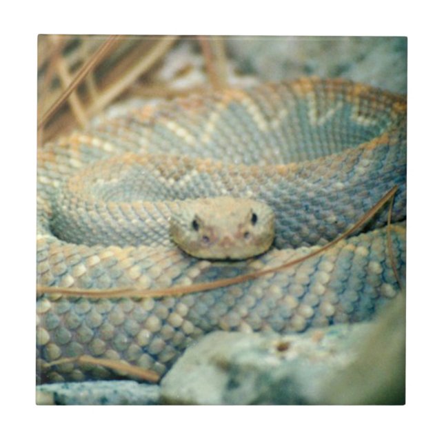Azulejo Cubierta cerámica de serpiente (Frente)