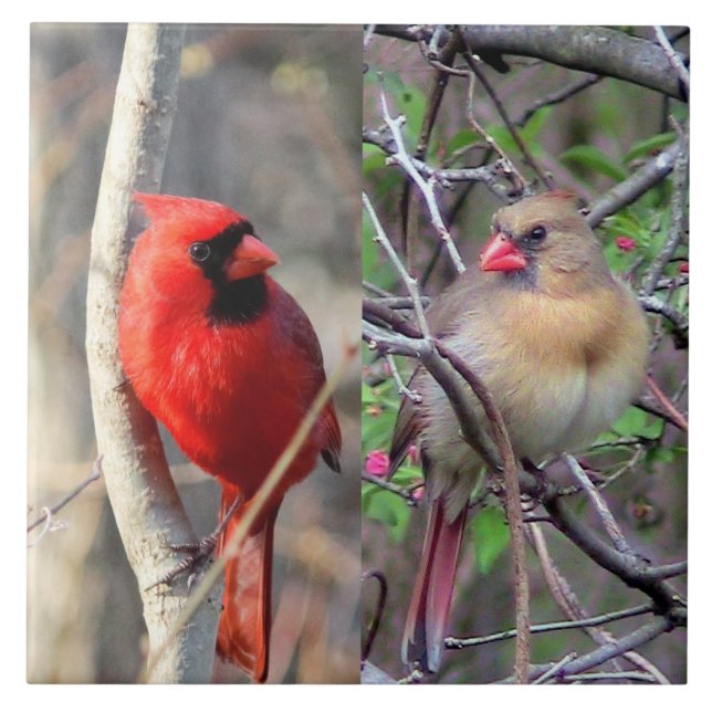 Azulejo Cubierta cerámica del par cardinal (Frente)