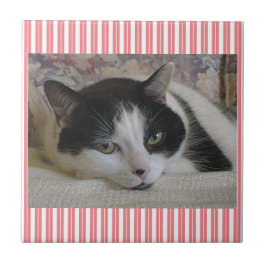 Azulejo Cubierta cerámica rayada de gato