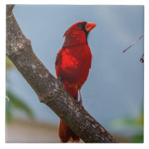 Cubierta de arte cerámico cardinal