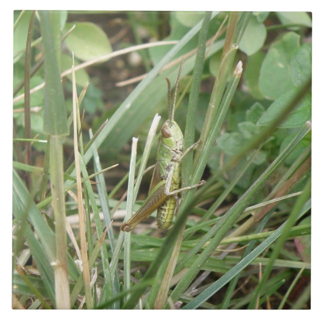 Azulejo Cubierta de camuflaje de Grasshopper (Frente)