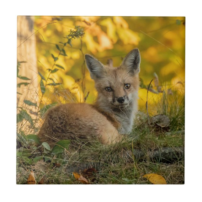 Azulejo Cubierta de cerámica de Little Fox (Frente)