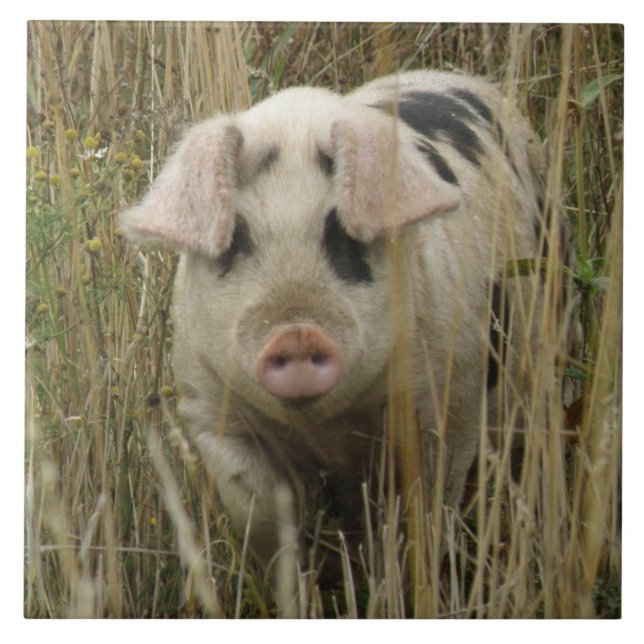 Azulejo Cubierta de cerdo (Frente)
