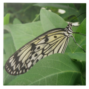 Azulejo Cubierta de la macro de la mariposa de la cometa d
