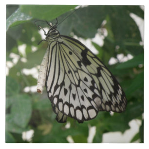 Azulejo Cubierta de mariposa de cometa de papel tropical