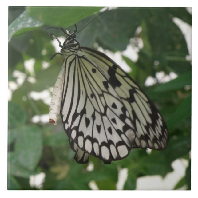 Azulejo Cubierta de mariposa de cometa de papel tropical (Frente)