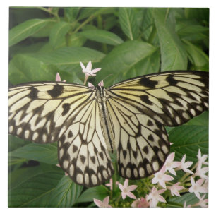 Azulejo Cubierta de mariposa de Kite de papel