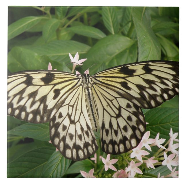 Azulejo Cubierta de mariposa de Kite de papel (Frente)