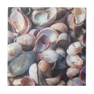 Azulejo Cubierta de shell