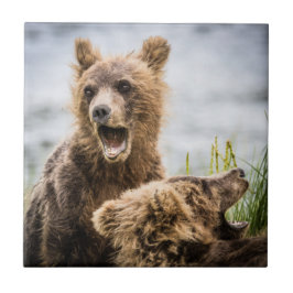 Azulejo Cubos Grizzly Buscando Su Mamá