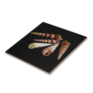 Azulejo Cuernos marinos