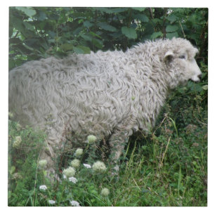 Azulejo Cuidada avaricia oveja comiendo mosaico
