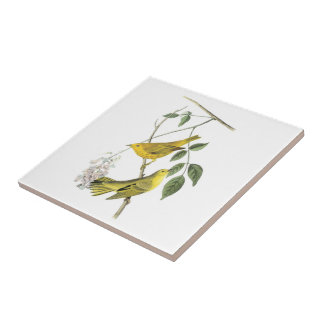 Azulejo Curruca amarilla por Audubon