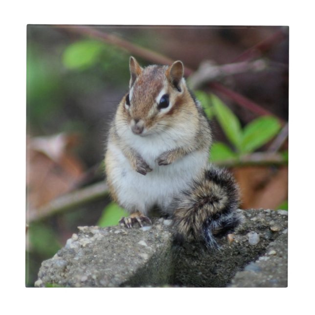 Azulejo Cute Chipmunk En Un Animal De Rock (Frente)