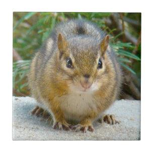 Azulejo Cute Chipmunk Tiene La Vista En Ti