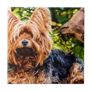 Azulejo Cute Dog Mascota Yorkie Peace Love Destiny Fun Art