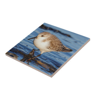 Azulejo Cute Sanderling Wanders Wintry Shores