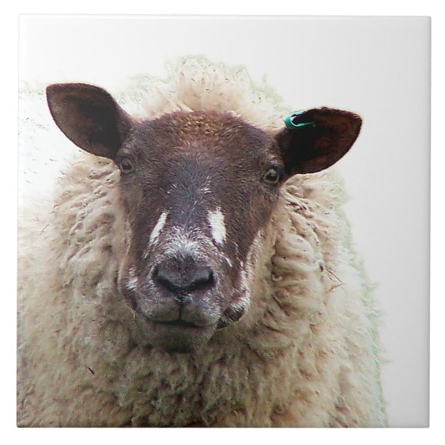 AZULEJO CUTE SHEEP (Frente)