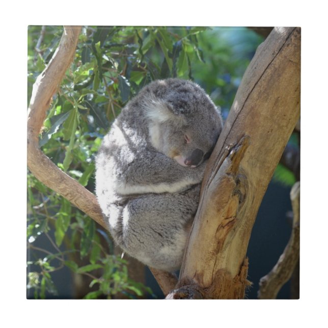 Azulejo Cute Sleeping Koala in Tree (Frente)